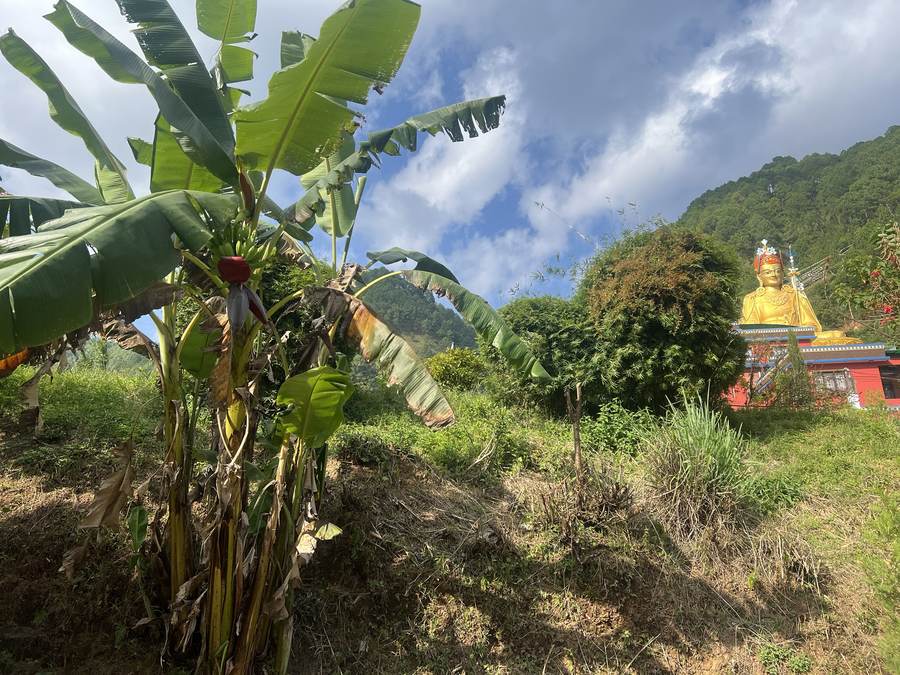Banana trees in the garden