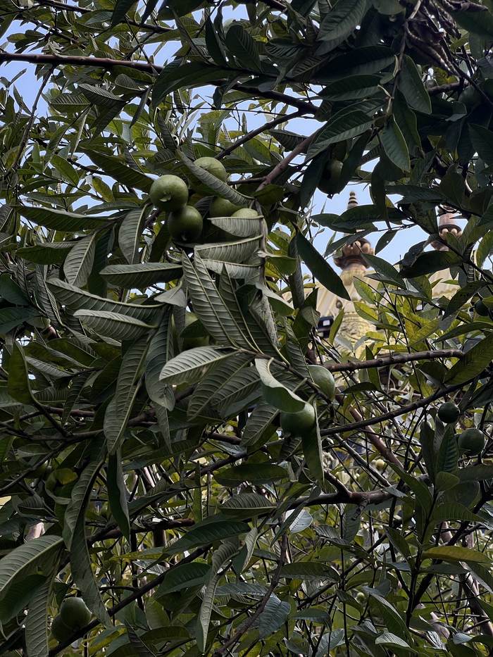 Guavas ripening in the garden, a monastery roof behind